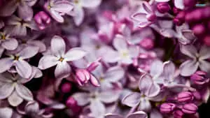 purple flowers are in the background of a close up photo