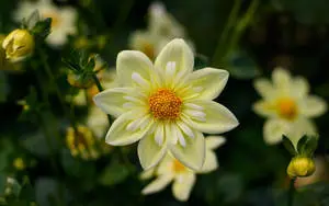 1920x1080 HD Flower Dahlia