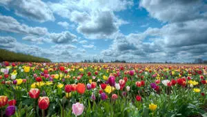 1920x1080 Hd Flower Field. 