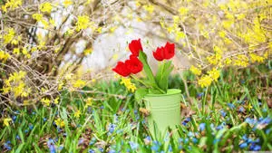 4K Spring Roses And Yellow Flowers