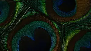 Captivating Darkness: 4K Ultra HD Peacock