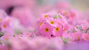 Aesthetic Chromebook Pink Flowers