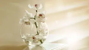 Aesthetic Chromebook White Orchids