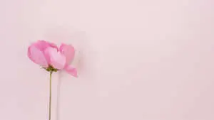 Aesthetic Computer Light Pink Peony