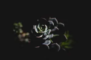 Aesthetic Succulent Dark Mode