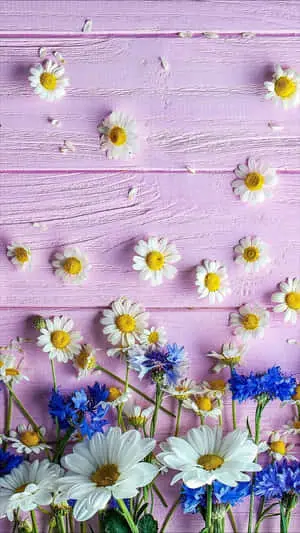 Purple Table Android Daisies Background