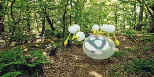 Araquanid Walking In Forest