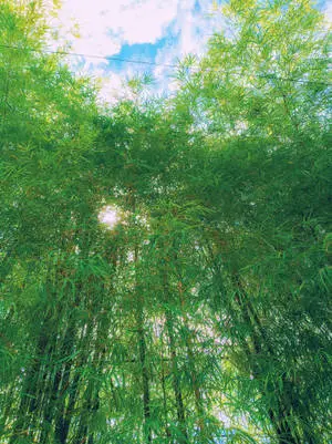 Beatiful Bamboo Garden with a Natural and Relaxed Aesthetic