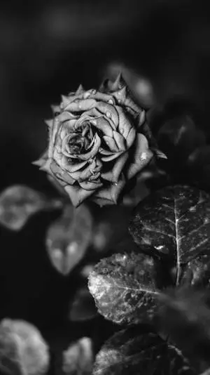 Beautiful Exotic Flower Black Rose iPhone
