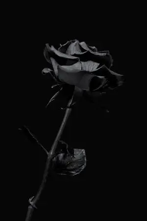 Black Aesthetic iPhone Rose Flower