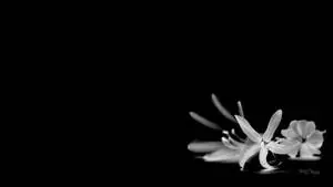Black And White Flower On The Ground