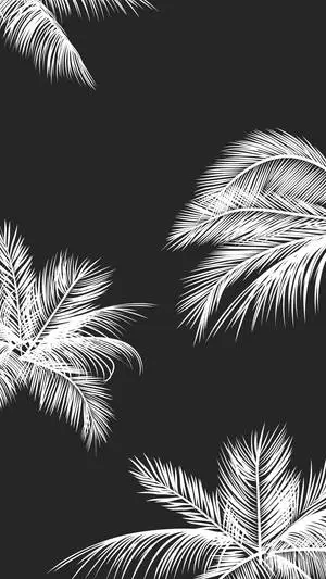 Black And White iPhone Palm Trees