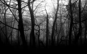Black And White PC Forest