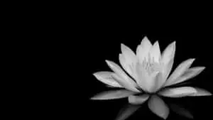 Black And White PC Lotus Flower