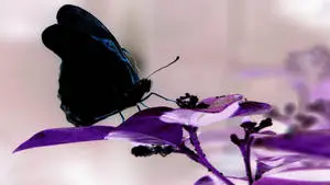 Black Butterfly On Purple Flower