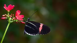 Black Butterfly Pink And White Streaks