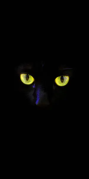 Black Cute Girly Cat Art