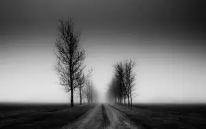 Blank And White Foggy Trees