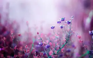 Blooming Meadow Flower Desktop