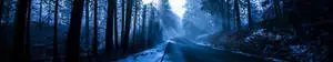 Take a dreamy walk through this picturesque Blue Aesthetic Forest Road. 
