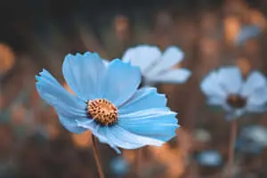 Feeling of Peace and Calm