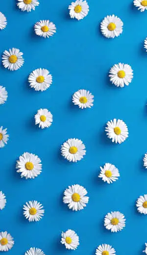 Blue Background Spring Daisy iPhone 
