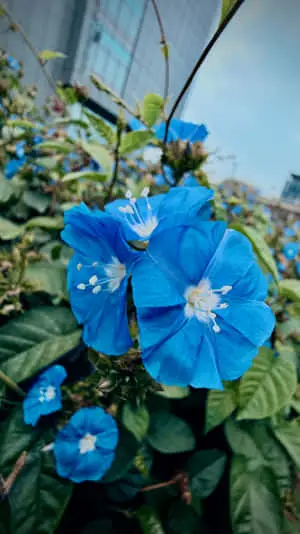 Blue Flowers