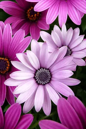 Blumen Flower Desktop Background