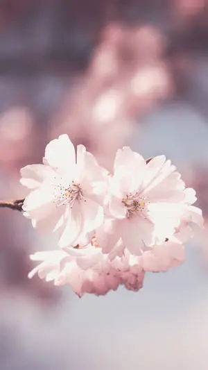 Blurred Floral Phone