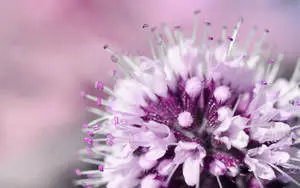 Blurry Background For Blumen Advertisement