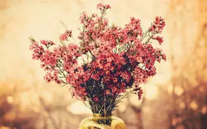 Exquisite Bouquet of Geraldton Waxflowers