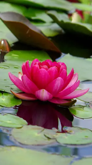 Captivating Beauty of the Blooming Lotus