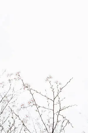 Graceful Cherry Blossoms Under a Blissful White Sky 