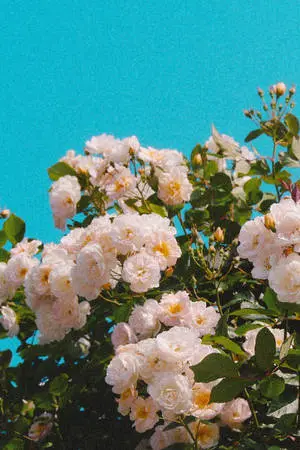Classic White Vintage Flower Aesthetic