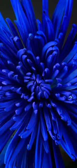 Close-Up Blue Chrysanthemum Flower