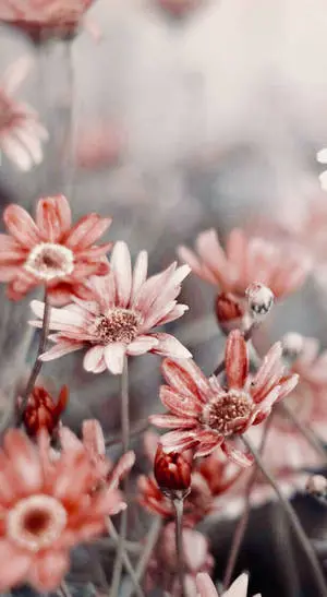 close Up Blumen Photography