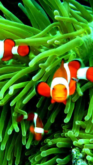 Clown Fish iPhone Green Aesthetic Anemone
