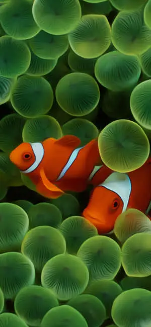 Clown Fish iPhone Green Aesthetic Eggs