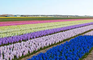 Colorful Bulb Beds Flower Field