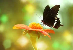 Common Mormon Butterfly On Flower