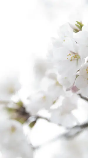 Cool iPhone White Flowers