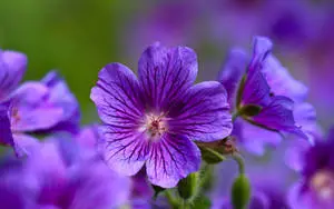  Caption: Elegant Display of Cranesbill Geranium - The Purple Beauty 