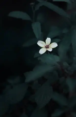 Cute Flower Dark Green Aesthetic