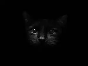 Cute Kitty Minimalistic Screen Art