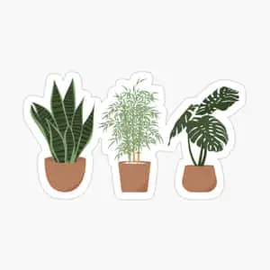 Cute Plant Indoors