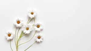Cute White Aesthetic Of A Common Daisy