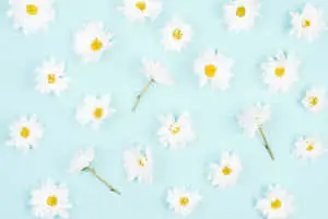 Daisy Aesthetic Computer Flat Lay Blue