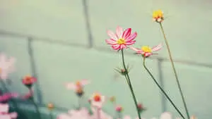 Surf the Internet with Daisy Aesthetic Computer and enjoy a vibrant and colorful visual experience.