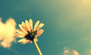 Daisy Flower Vintage Aesthetic PC