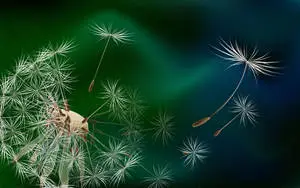 Dandelion Seed Head Flowers